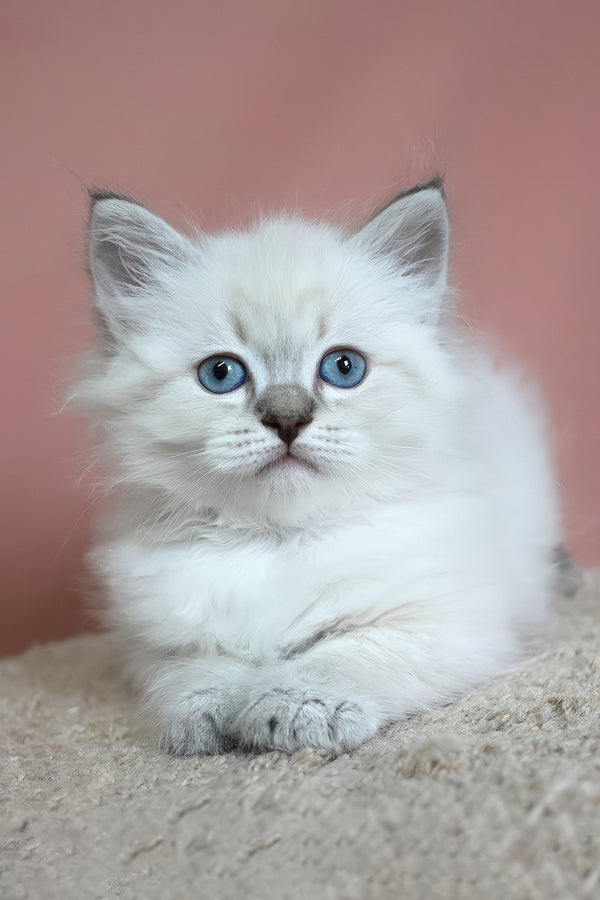 German | Siberian Kitten