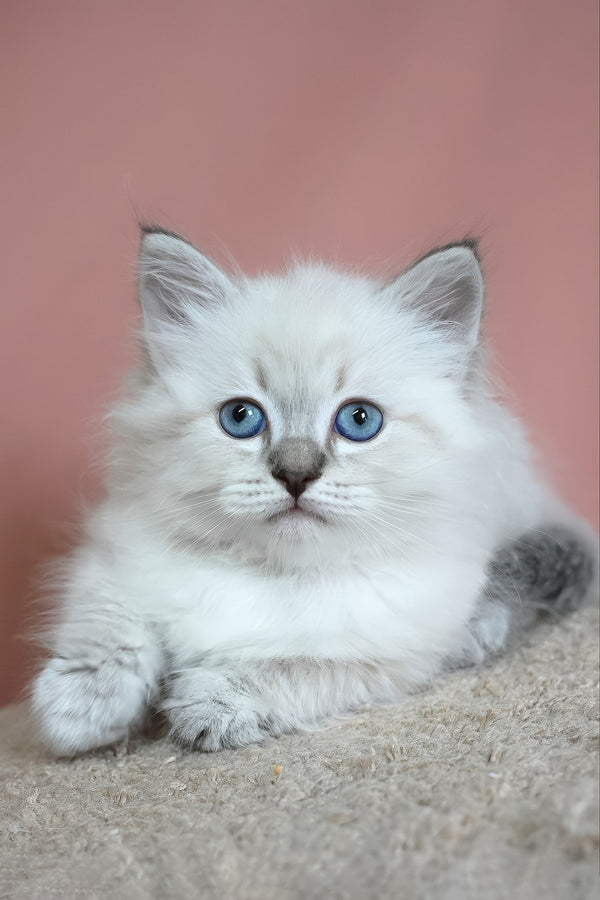 German | Siberian Kitten
