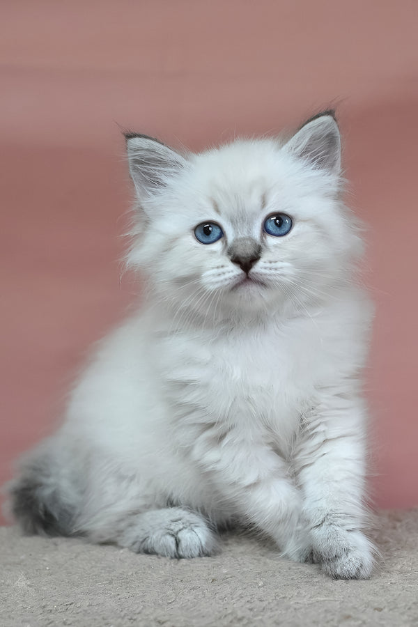German | Siberian Kitten