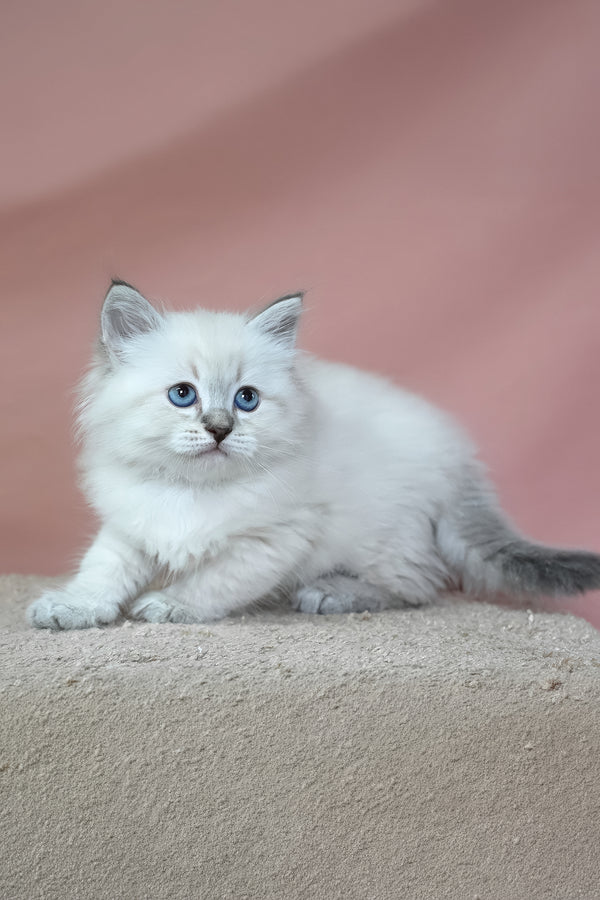 German | Siberian Kitten