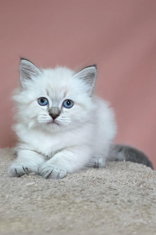 German | Siberian Kitten