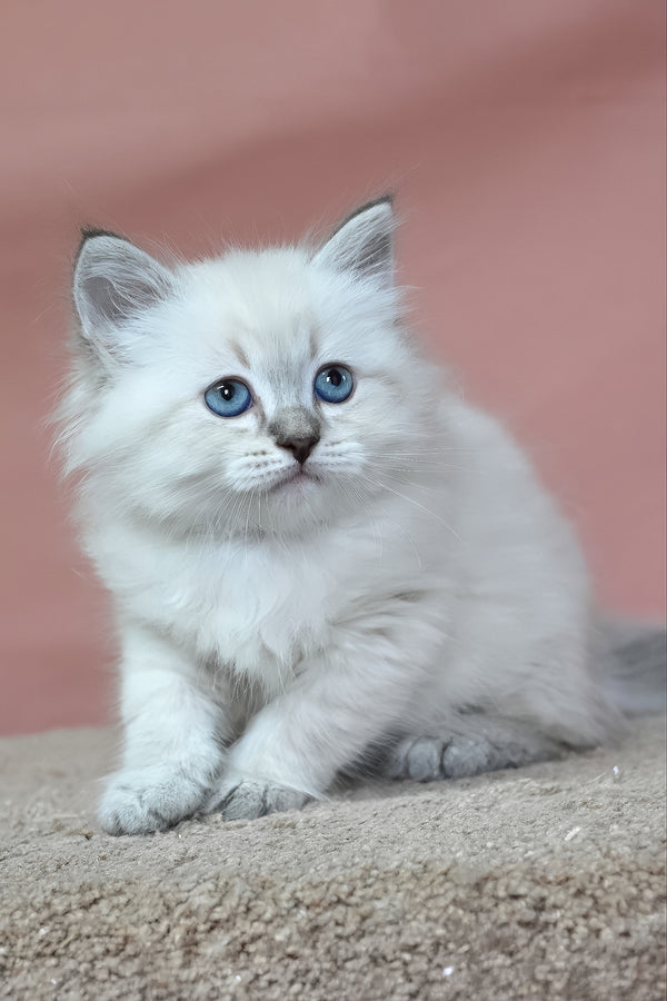 German | Siberian Kitten