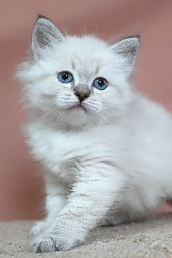 German | Siberian Kitten