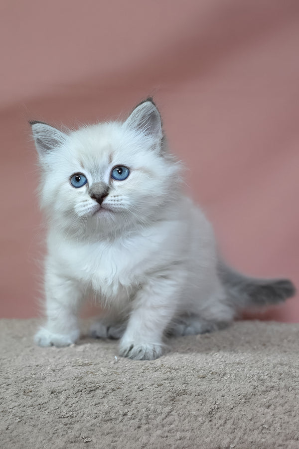 German | Siberian Kitten