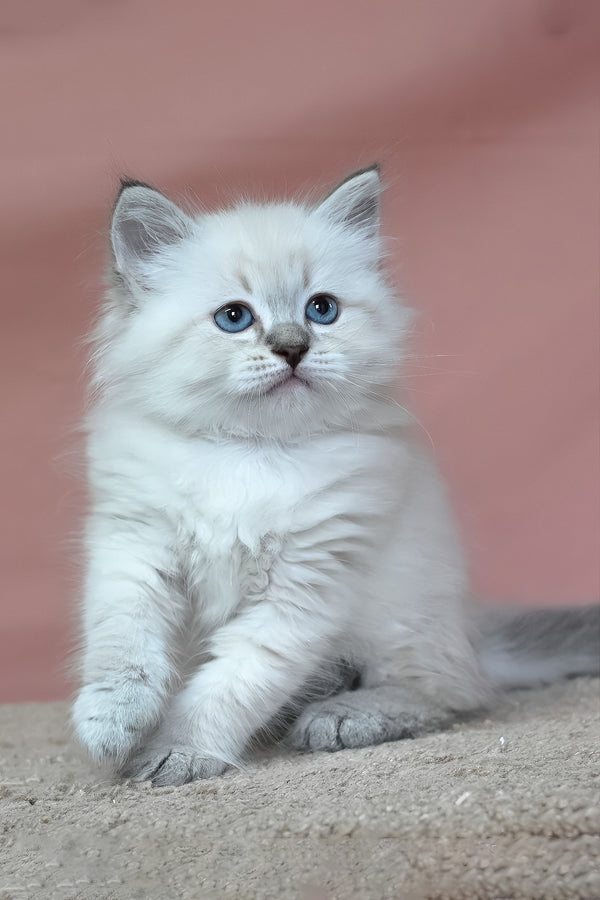 German | Siberian Kitten