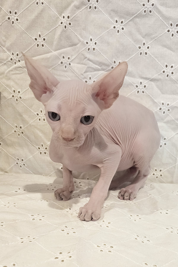 Ghost | Canadian Sphynx Kitten