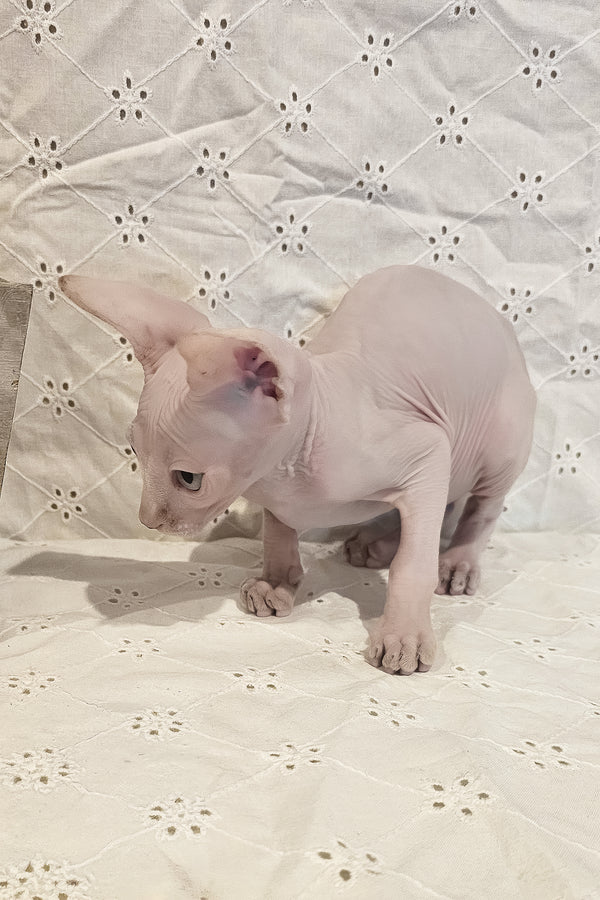 Ghost | Canadian Sphynx Kitten