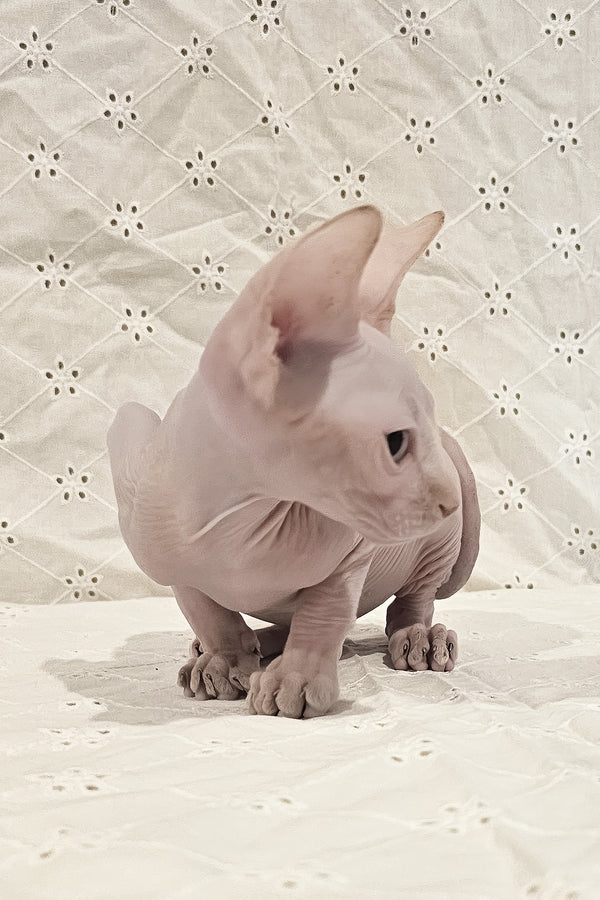 Ghost | Canadian Sphynx Kitten