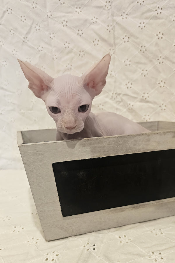 Ghost | Canadian Sphynx Kitten