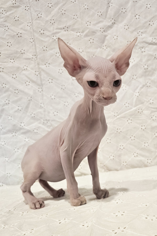 Ghost | Canadian Sphynx Kitten