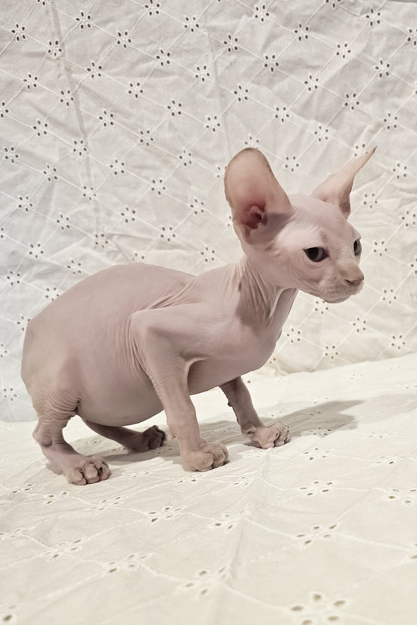 Ghost | Canadian Sphynx Kitten