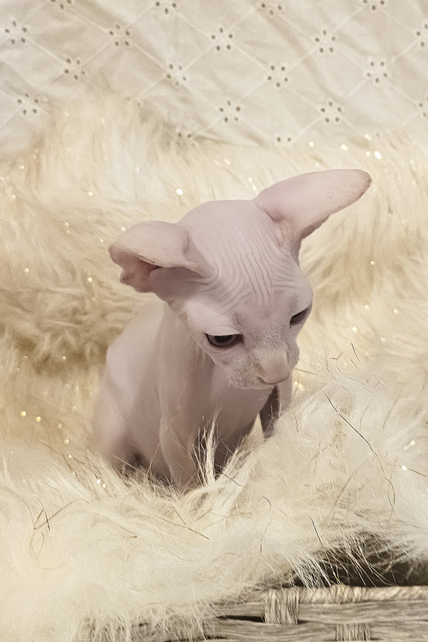 Ghost | Canadian Sphynx Kitten