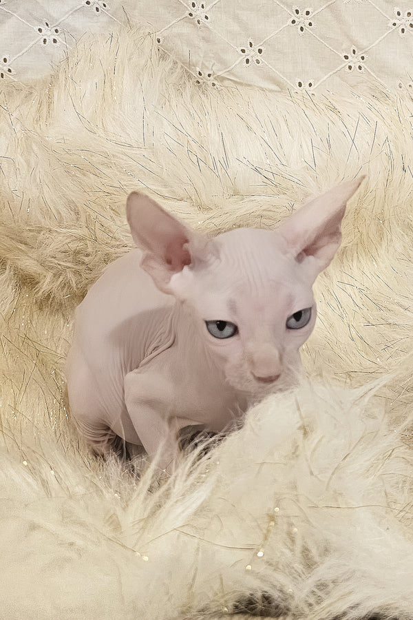 Ghost | Canadian Sphynx Kitten