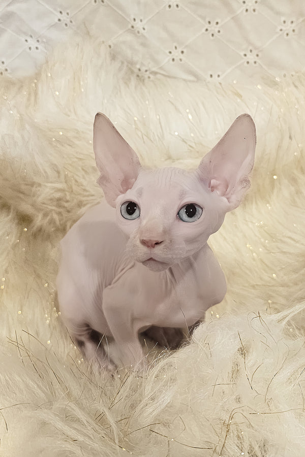 Ghost | Canadian Sphynx Kitten
