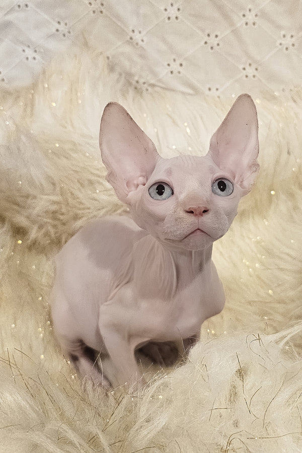 Ghost | Canadian Sphynx Kitten