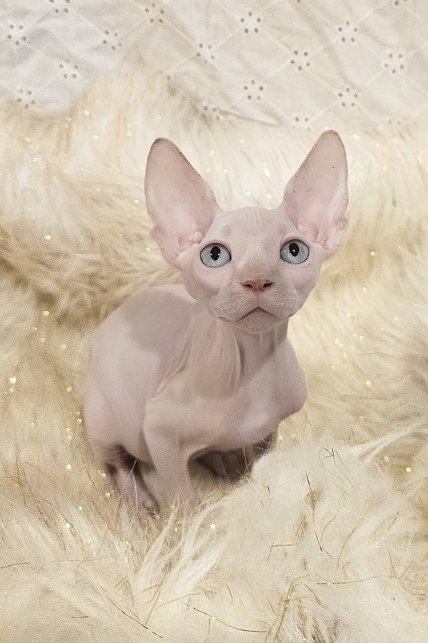 Ghost | Canadian Sphynx Kitten