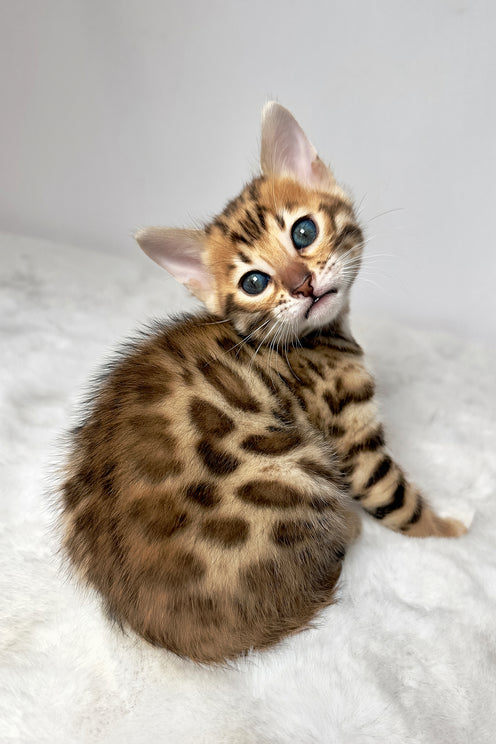 Gia | Bengal Kitten
