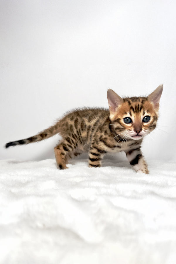 Gia | Bengal Kitten