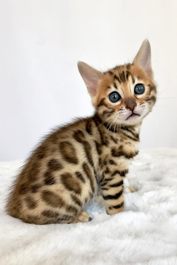 Gia | Bengal Kitten