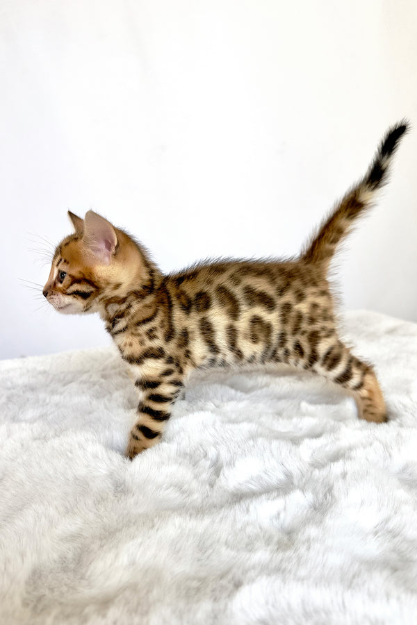 Gia | Bengal Kitten