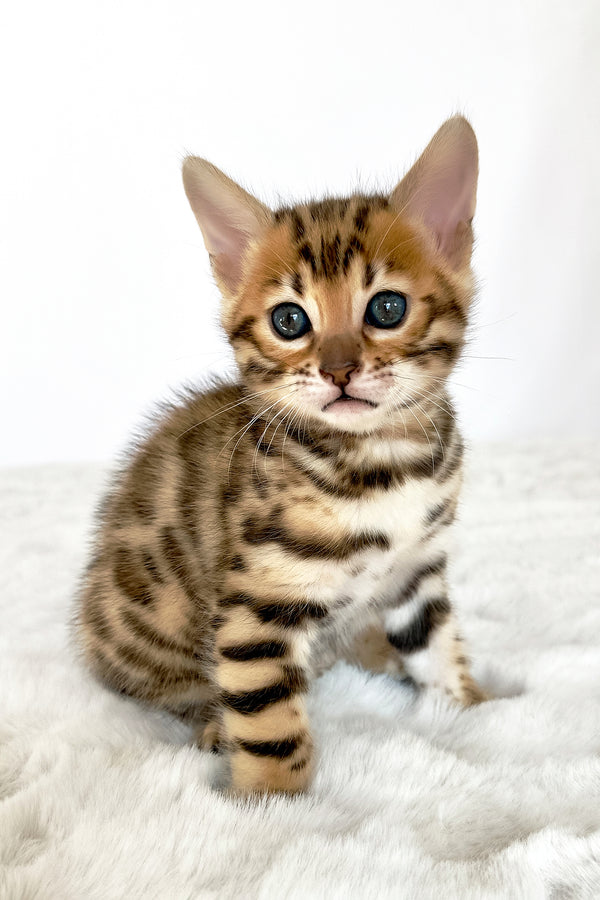 Gia | Bengal Kitten