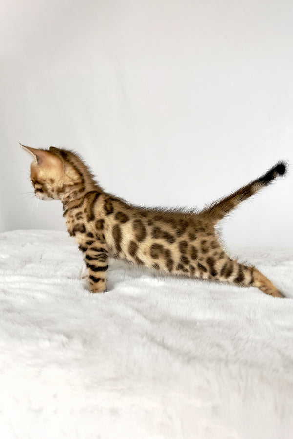 Gia | Bengal Kitten