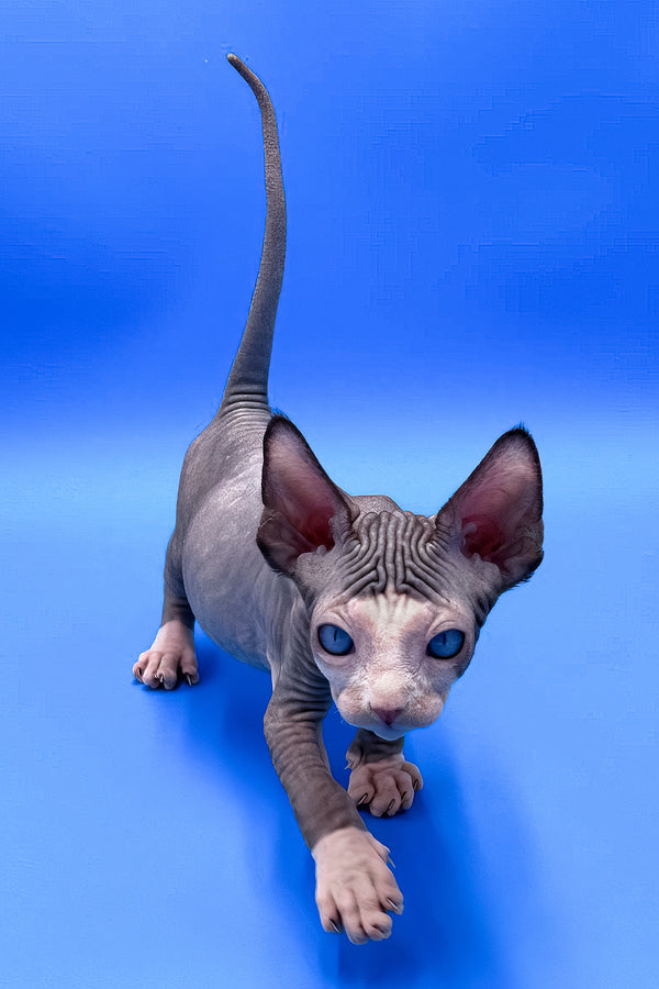 Gibson | Sphynx Kitten