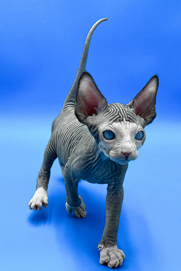 Gibson | Sphynx Kitten