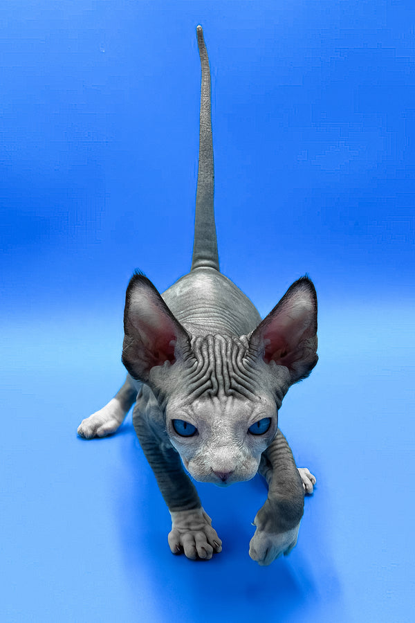 Gibson | Sphynx Kitten