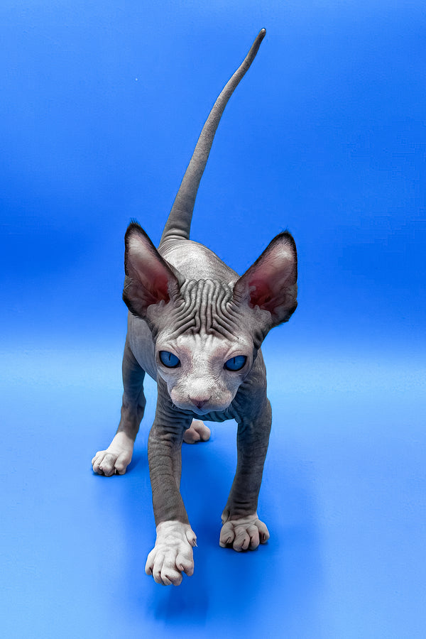 Gibson | Sphynx Kitten