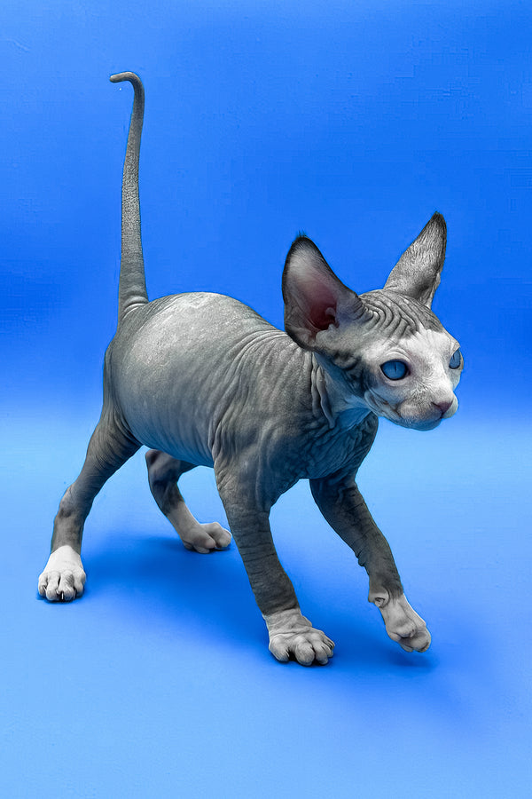 Gibson | Sphynx Kitten