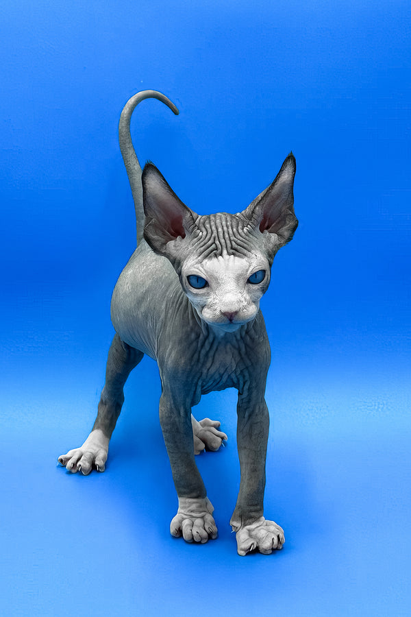 Gibson | Sphynx Kitten