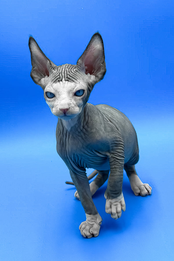 Gibson | Sphynx Kitten