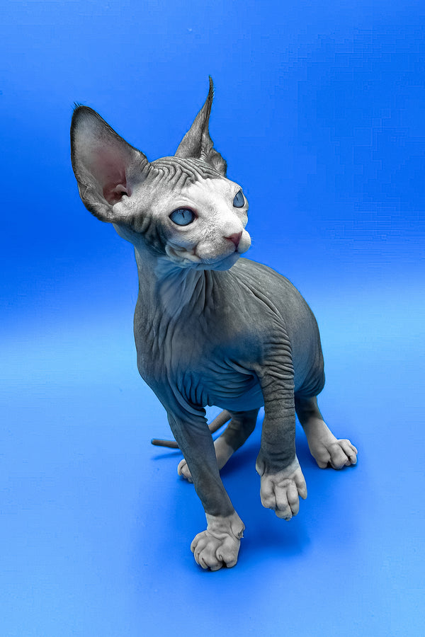 Gibson | Sphynx Kitten