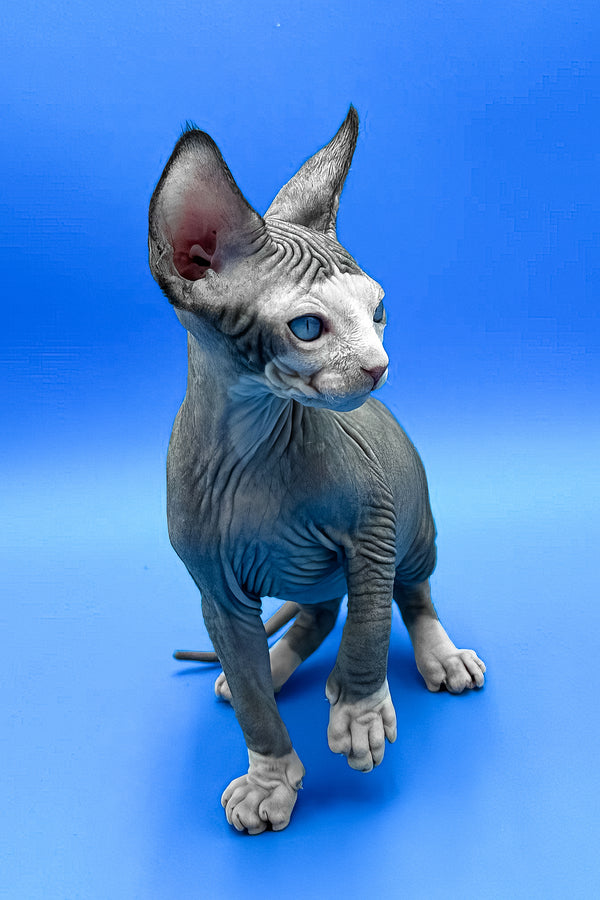 Gibson | Sphynx Kitten