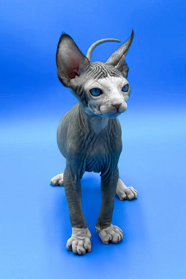 Gibson | Sphynx Kitten