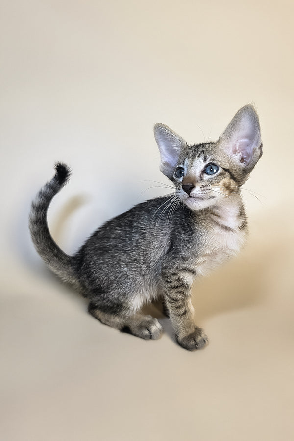 Gideon | Oriental Shorthair Kitten