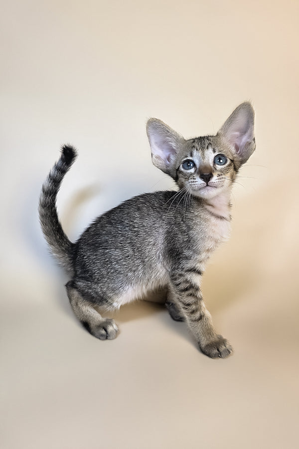Gideon | Oriental Shorthair Kitten