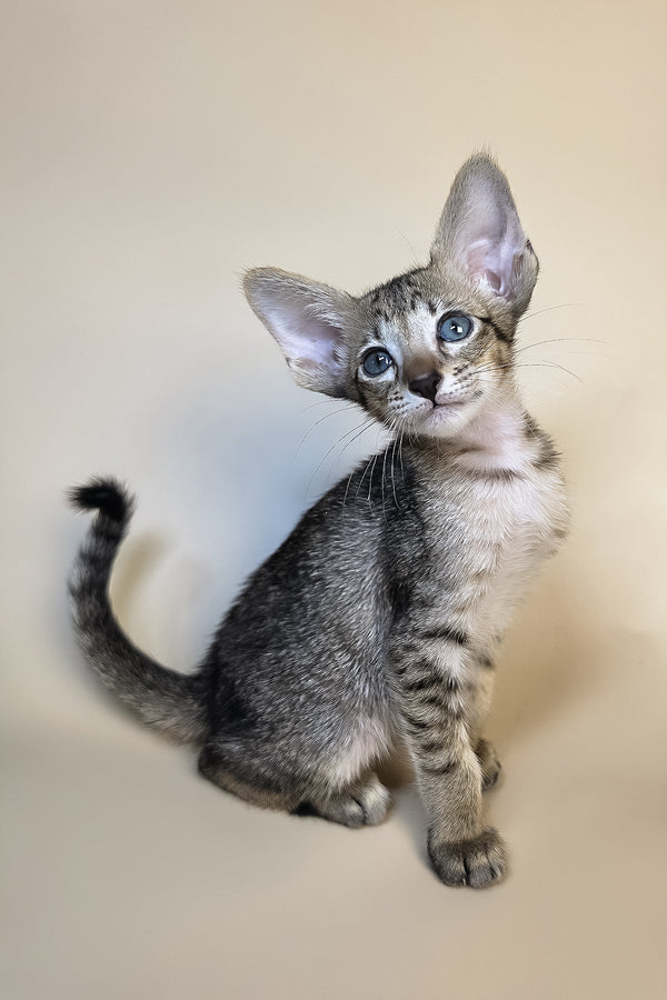Gideon | Oriental Shorthair Kitten