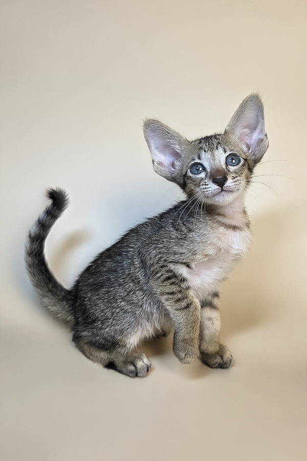 Gideon | Oriental Shorthair Kitten