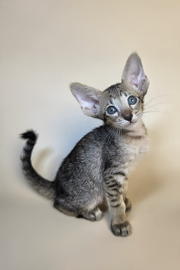 Gideon | Oriental Shorthair Kitten