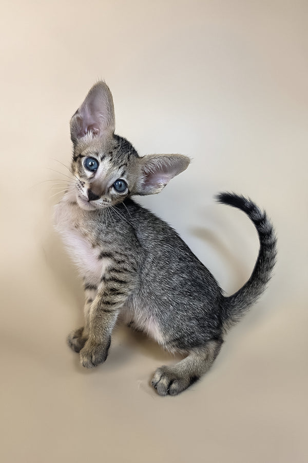 Gideon | Oriental Shorthair Kitten