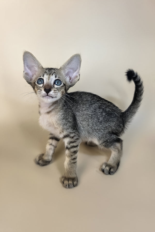 Gideon | Oriental Shorthair Kitten