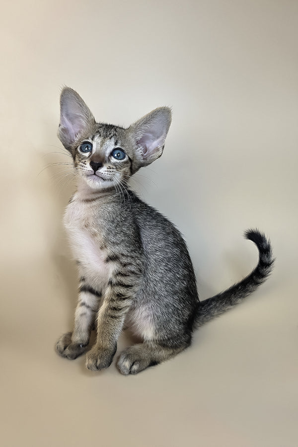 Gideon | Oriental Shorthair Kitten