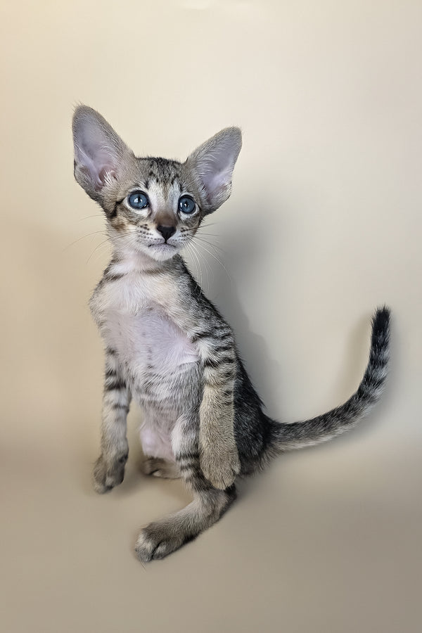 Gideon | Oriental Shorthair Kitten