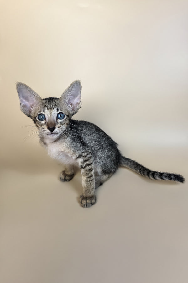 Gideon | Oriental Shorthair Kitten