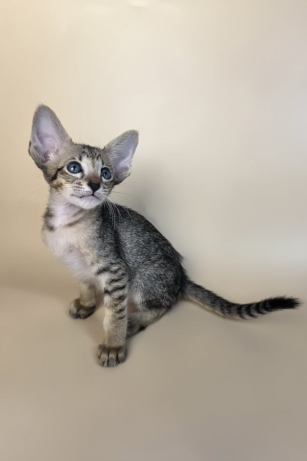 Gideon | Oriental Shorthair Kitten