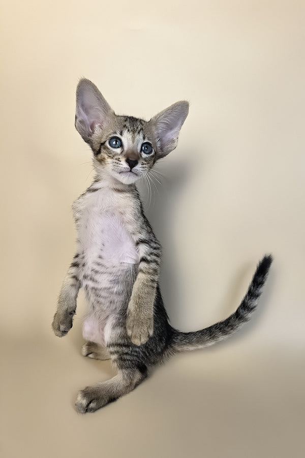 Gideon | Oriental Shorthair Kitten