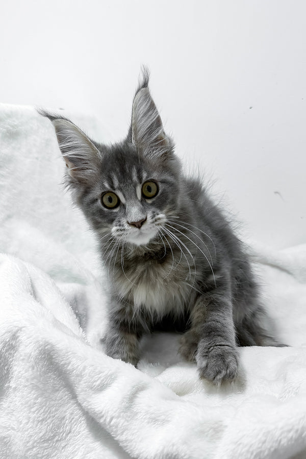 Gigi | Polydactyl Maine Coon Kitten