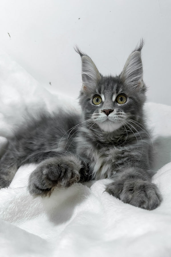 Gigi | Polydactyl Maine Coon Kitten